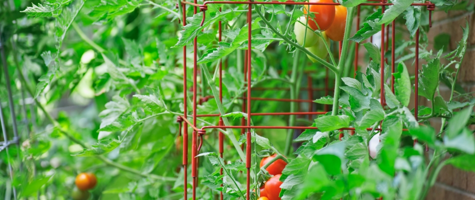 Tomates libres et tuteurage : un mariage à revoir - Minizap Pays Voironnais