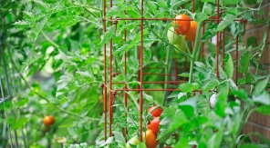 Tomates libres et tuteurage : un mariage à revoir