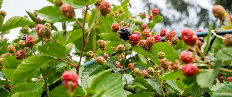 Marcotter la ronce fruitière - Minizap Annecy