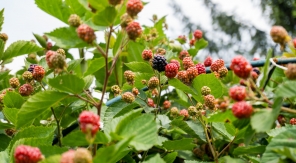 Marcotter la ronce fruitière