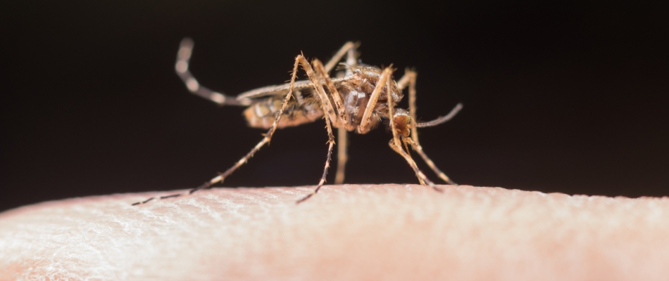 Projet Debug, l'arme anti-moustiques de Google - Minizap Annecy