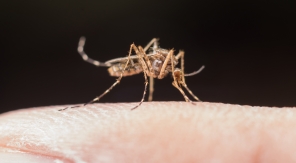 Projet Debug, l'arme anti-moustiques de Google