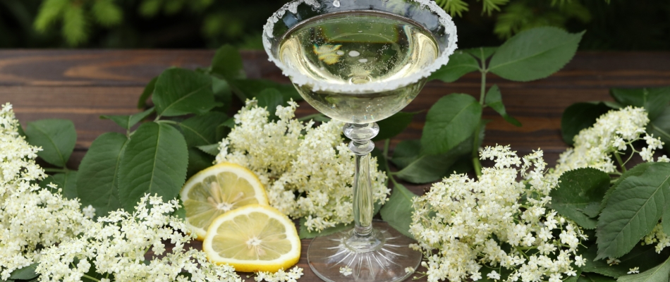 Le champagne de sureau fait pétiller l'été - Minizap Annecy