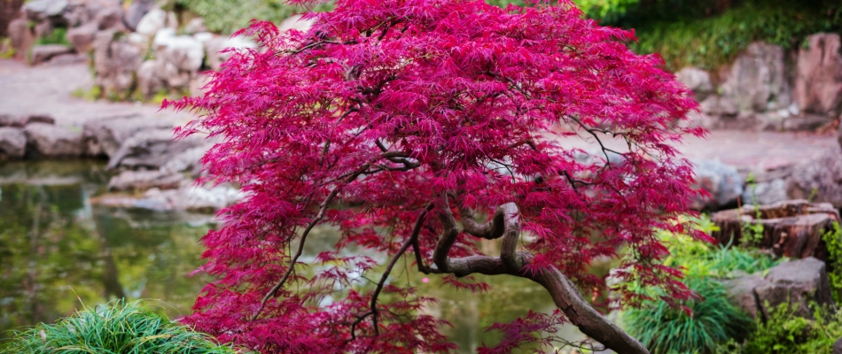 L'érable du Japon, un arbre délicat qui redoute les étés - Minizap Pays Voironnais