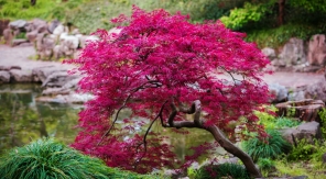 L'érable du Japon, un arbre délicat qui redoute les étés