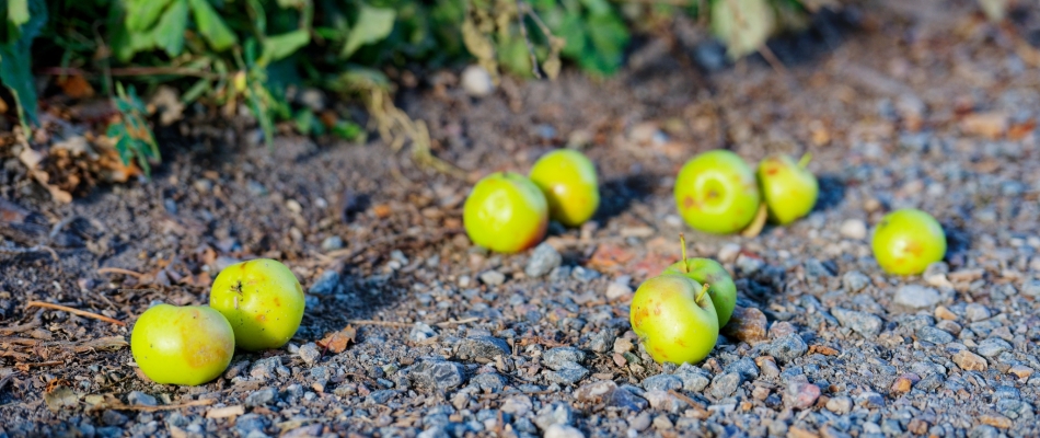 Pourquoi mes pommes tombent-elles avant maturité ? - Minizap Grenoble