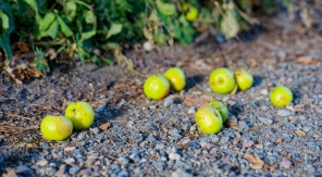 Pourquoi mes pommes tombent-elles avant maturité ?