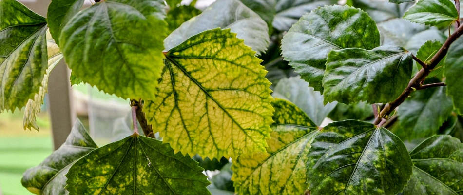 Le traitement au fer chélaté contre la chlorose ferrique - Minizap Grenoble