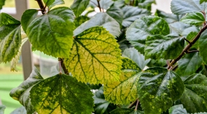 Le traitement au fer chélaté contre la chlorose ferrique