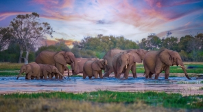 L'instinct animal du Botswana