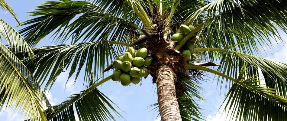 La noix de coco, naufragée volontaire qui part à l'assaut des mers - Minizap Nord-Isère