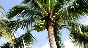 La noix de coco, naufragée volontaire qui part à l'assaut des mers