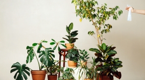 Ne videz pas les soucoupes de vos pots