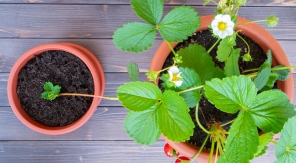 En août, multipliez vos fraisiers grâce au marcottage assisté