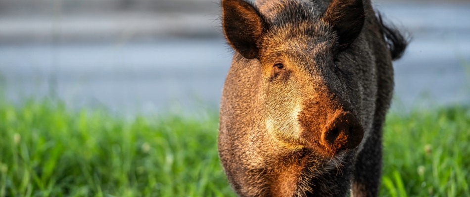 Attirer les sangliers en arrosant le soir ou la nuit - Minizap Grenoble