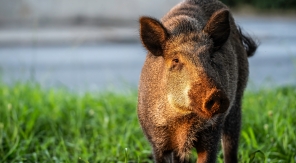 Attirer les sangliers en arrosant le soir ou la nuit
