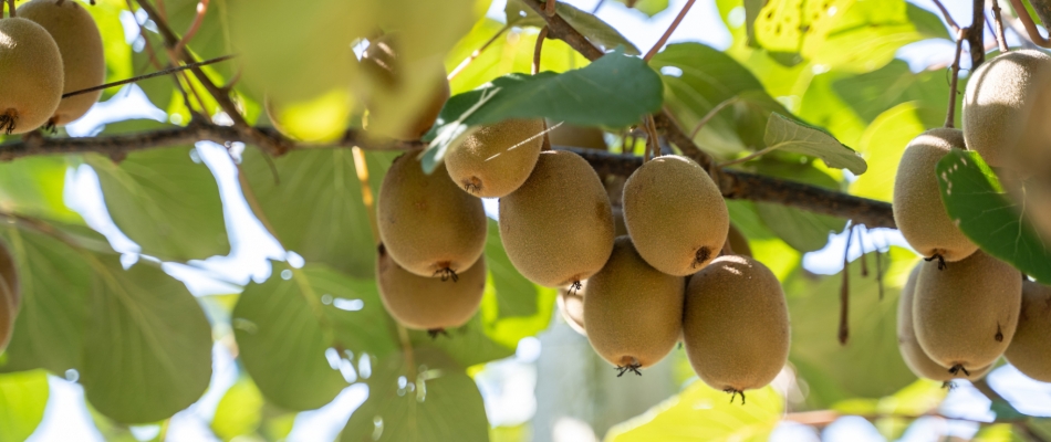 Bouturer le kiwi - Minizap Nord-Isère