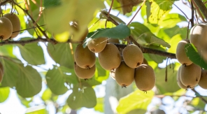 Bouturer le kiwi