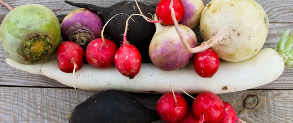 Au potager, il y a les radis d'hiver et il y a les autres - Minizap Nord-Isère
