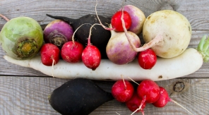 Au potager, il y a les radis d'hiver et il y a les autres