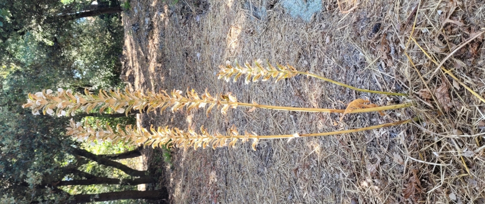 Quel est ce bruit dans mes acanthes ? - Minizap Chambery