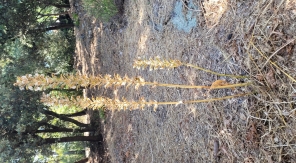 Quel est ce bruit dans mes acanthes ?