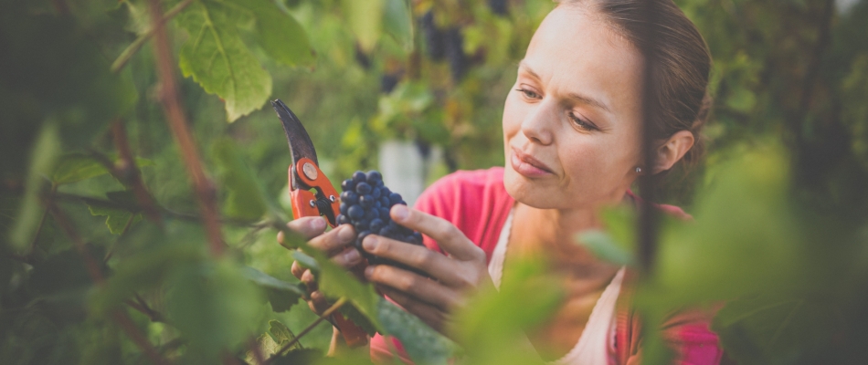 Ne lâchez pas la grappe au raisin avant complète maturation - Minizap Chambery
