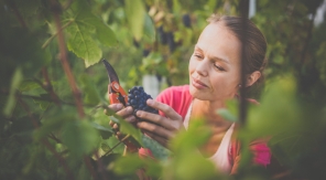 Ne lâchez pas la grappe au raisin avant complète maturation