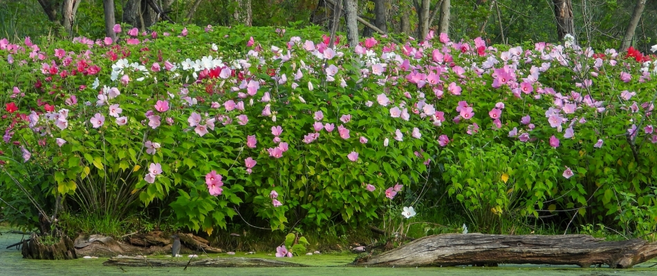 L'hibiscus des marais, trop joli pour être adapté à nos jardins ? - Minizap Chambery