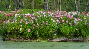 L'hibiscus des marais, trop joli pour être adapté à nos jardins ?