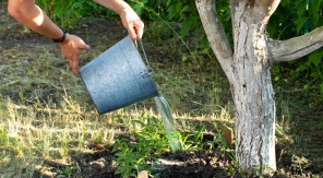 Petit dilemme post-caniculaire : peut-on arroser avec les eaux grises de la maison ?