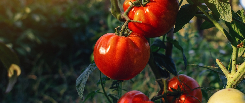 Faut-il effeuiller les pieds de tomates en fin de saison ? - Minizap Annecy