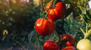 Faut-il effeuiller les pieds de tomates en fin de saison ?