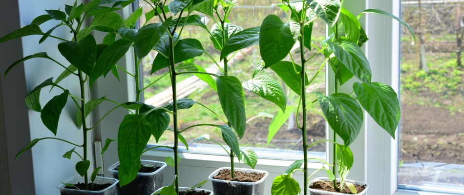 Hiverner les légumes d'été - Minizap Annecy