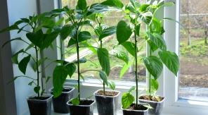 Hiverner les légumes d'été