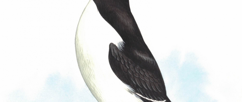 Les pingouins vivent au pôle Sud - Minizap Pays Berjallien