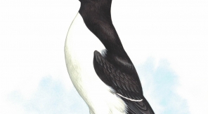 Les pingouins vivent au pôle Sud