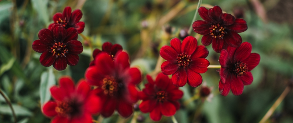 Chocolat : le cosmos vivace qui se prenait pour un dahlia - Minizap Annecy