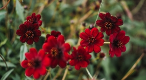 Chocolat : le cosmos vivace qui se prenait pour un dahlia