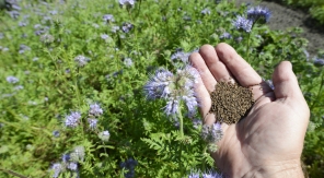 Semer un engrais vert d'hiver : la phacélie