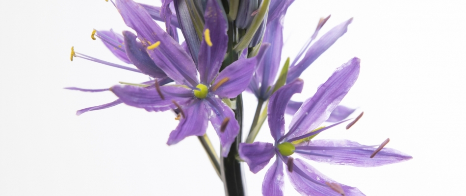 Planter des bulbes de camassia - Minizap Pays Berjallien