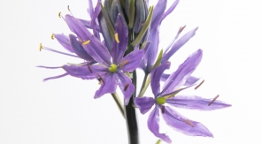 Planter des bulbes de camassia