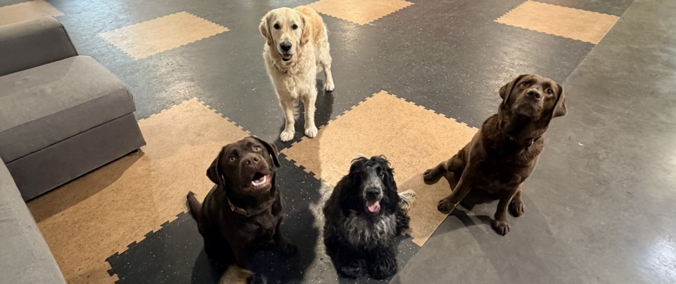Woof'Land à Saint-André-lez-Lille - Minizap Pays Berjallien