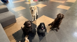 Woof'Land à Saint-André-lez-Lille