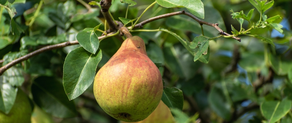 Le sorbopyrus, un beau fruitier hybride à la drôle de poire - Minizap Pays Berjallien