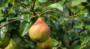 Le sorbopyrus, un beau fruitier hybride à la drôle de poire