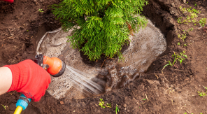 Transplanter sans cerner, c'est ajouter au malheur de l'arbre