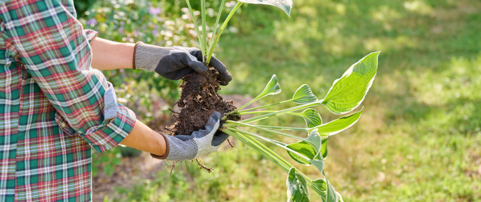 Multiplier les hostas - Minizap Annecy