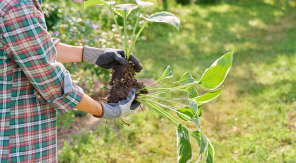 Multiplier les hostas