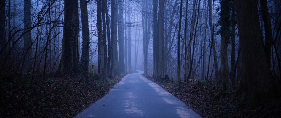 La forêt de Soignes à Bruxelles - Minizap Chambery